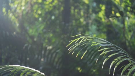 Medium-Shot-Of-Tiny-Bugs-Flying-Around-The-Plant-With-Natural-Sunlight