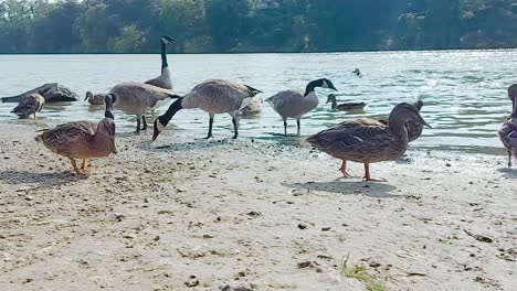 mallard ducks and canadian geese walking on the lakeshore, static