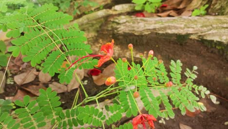 red-peacock-flowers-in-the-garden