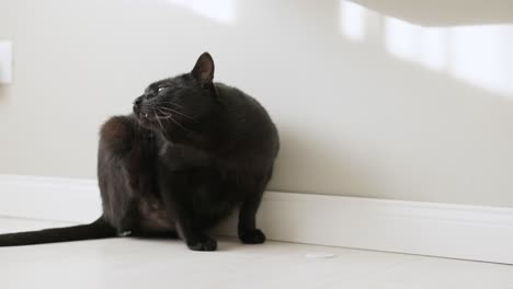 black cat scratching its neck and head on the floor