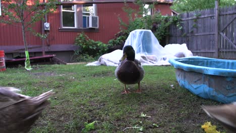 3-ducks-feeding-on-leaves-on-a-lawn-in-a-fenced-in-backyard