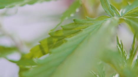 Long-Spiky-Green-Leaves-Of-Cannabis-Sativa-Plant-With-Blurry-Background---Slow-Motion