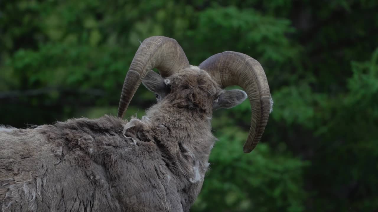 Banff Milli Parkı'nda başını hareket ettiren Bighorn Koyunu'nun ağır çekim görüntüsü.
