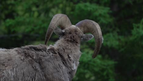 Slow-motion-view-of-Big-Horn-Sheep-moving-its-head-in-Banff-National-Park