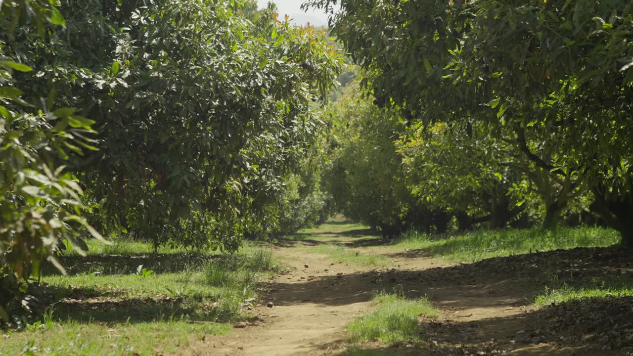 STATIC ZOOM OUT SHOT OF AVOCADO TREES ON A SUNNY DAY