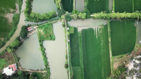 birds eye view of the rural rice paddy farms in various stages of cultivation