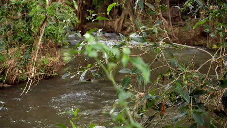 arbustos colgando sobre el arroyo waikomo en kauai