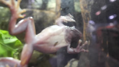 frog on glass