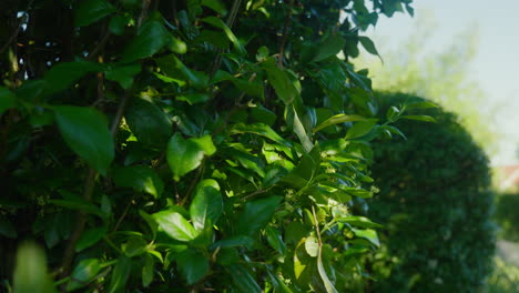 Man-meticulously-trimming-lush-green-hedges-with-powered-clippers