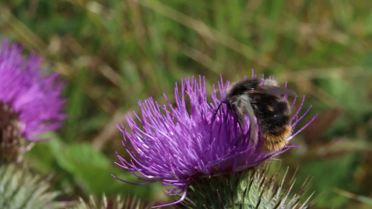 A Bumblebee on a Thistle flower. Summer. UK