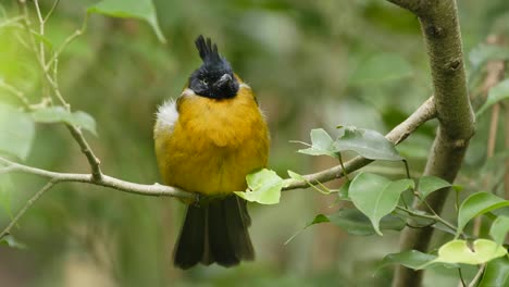 un bulbul jaune à crête noire dans la forêt.