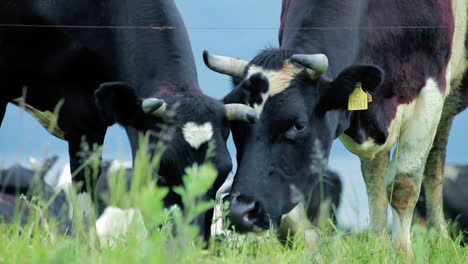 milk cow grazing. farm cattle grazing in field. cattle cow eating grass
