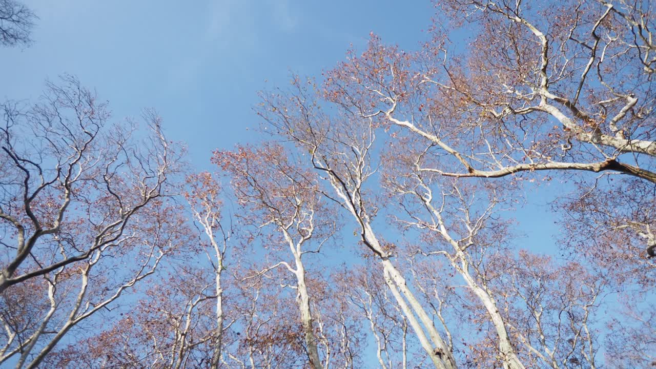 Autumn trees against a clear blue sky