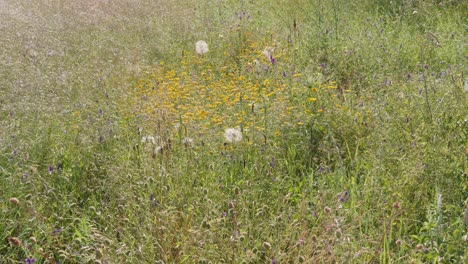 wild flowers and grasses in the field