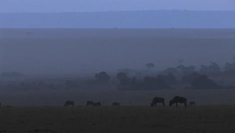 wildebeests graze on the plains as the fog rolls in