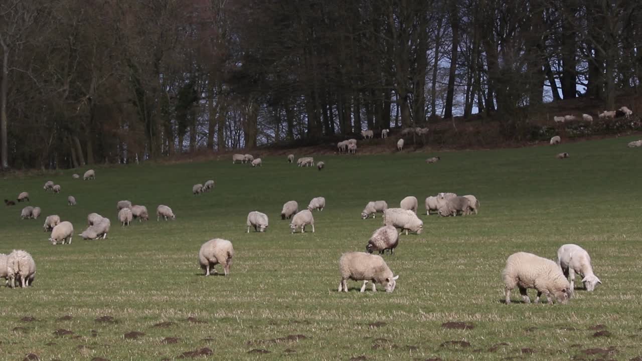 2월에 들판에서 풀을 뜯는 양