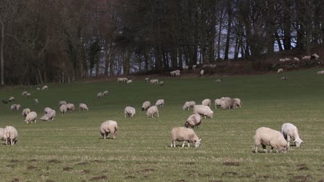 sheep grazing in field in february