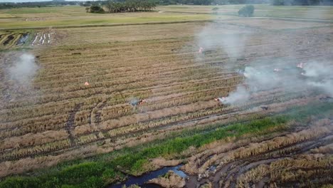 open burning at harvested paddy field at malaysia, southeast asia.