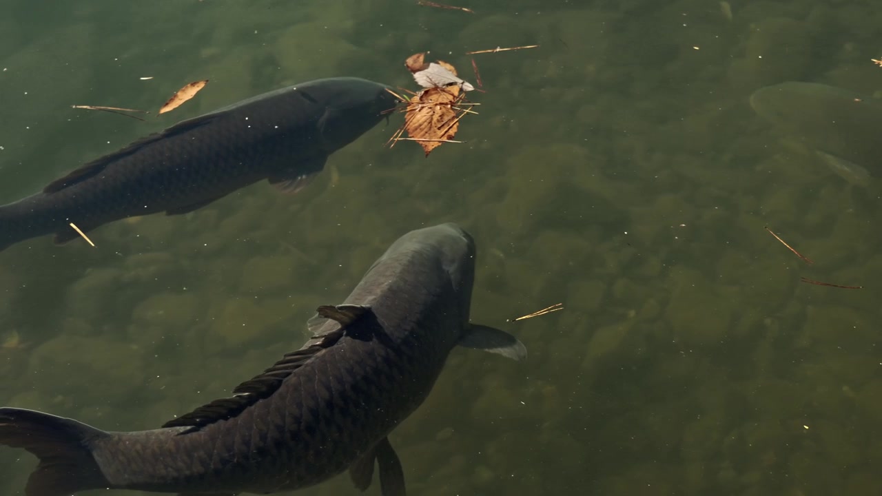 Eine Draufsicht-Nahaufnahme von großen dunklen Koi-Karpfen, die ruhig durch klares, flaches Wasser schwimmen, mit herabgefallenen Herbstblättern, die auf der Oberfläche des Inaga-Sees in den Minami-Alpen, Japan, schwimmen