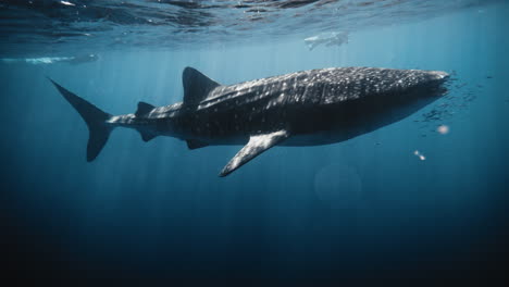 whale shark gliding at surface swimming with fish past snorkler, light beam bokeh ray