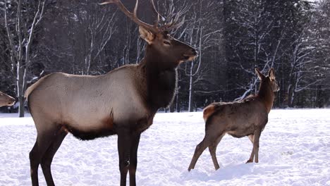 elk bull follows doe walking towards snow forest slomo