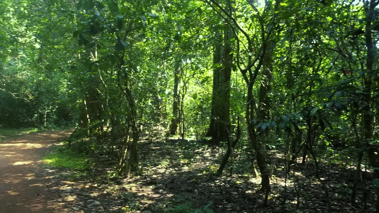 화창한 날에 숲 장면입니다. 오른쪽 회전