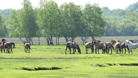 Nuevo-Clip-De-Ponis-Del-Bosque-5