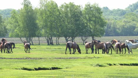 nuevos caballos del bosque clip 5