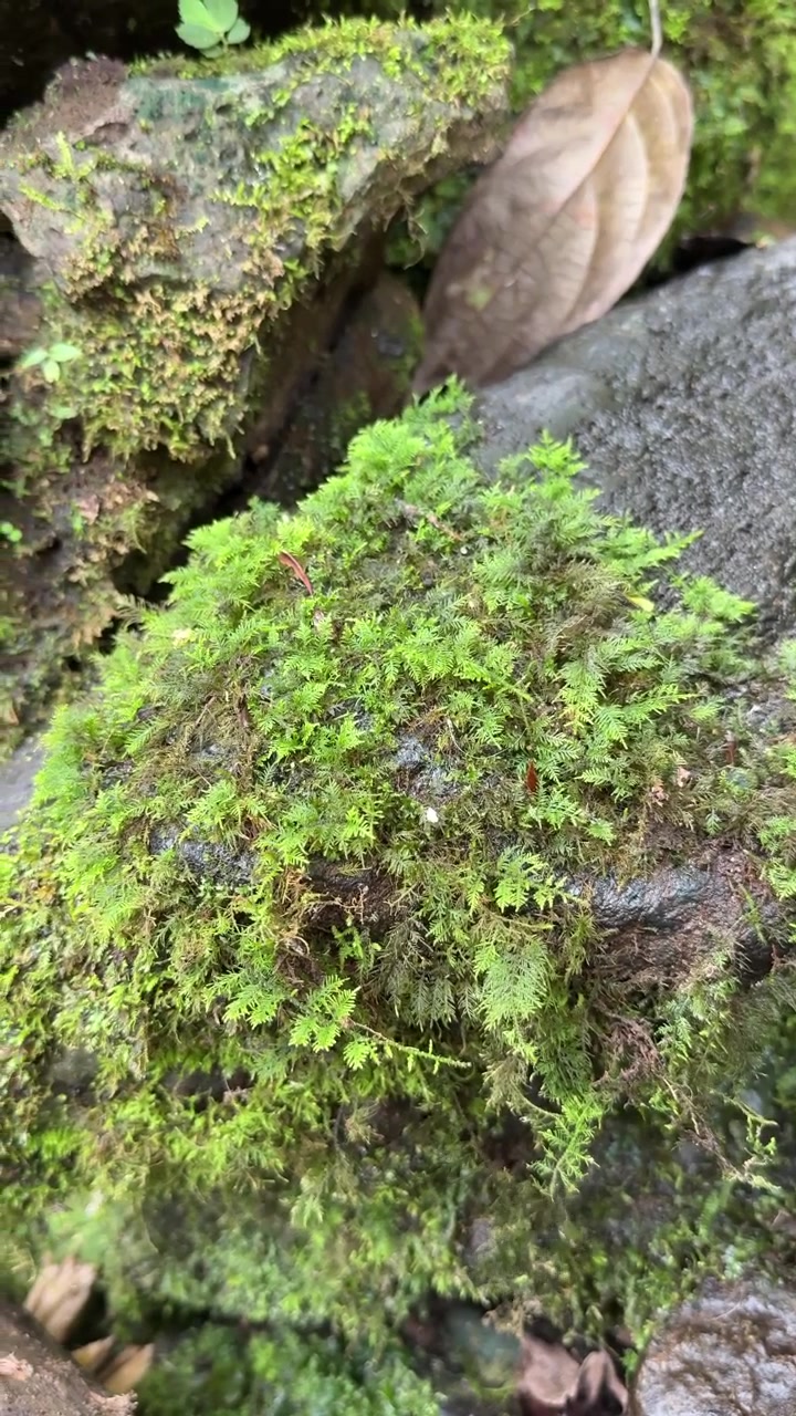 Muschio verde vibrante che cresce su rocce bagnate nella foresta