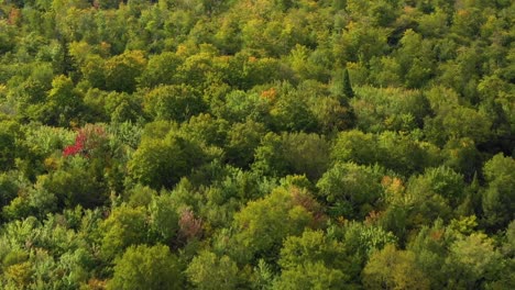 aerial footage of remote forest in northern maine cresting over a ridge with leaves beginning to change