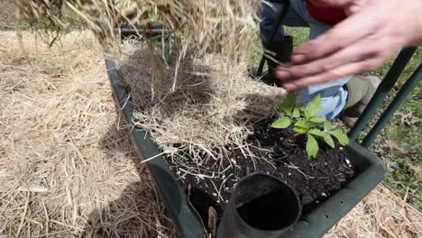 Hinzufügen-Von-Heu-Als-Mulch-Zum-Schutz-Des-Bodens-Im-Containergarten