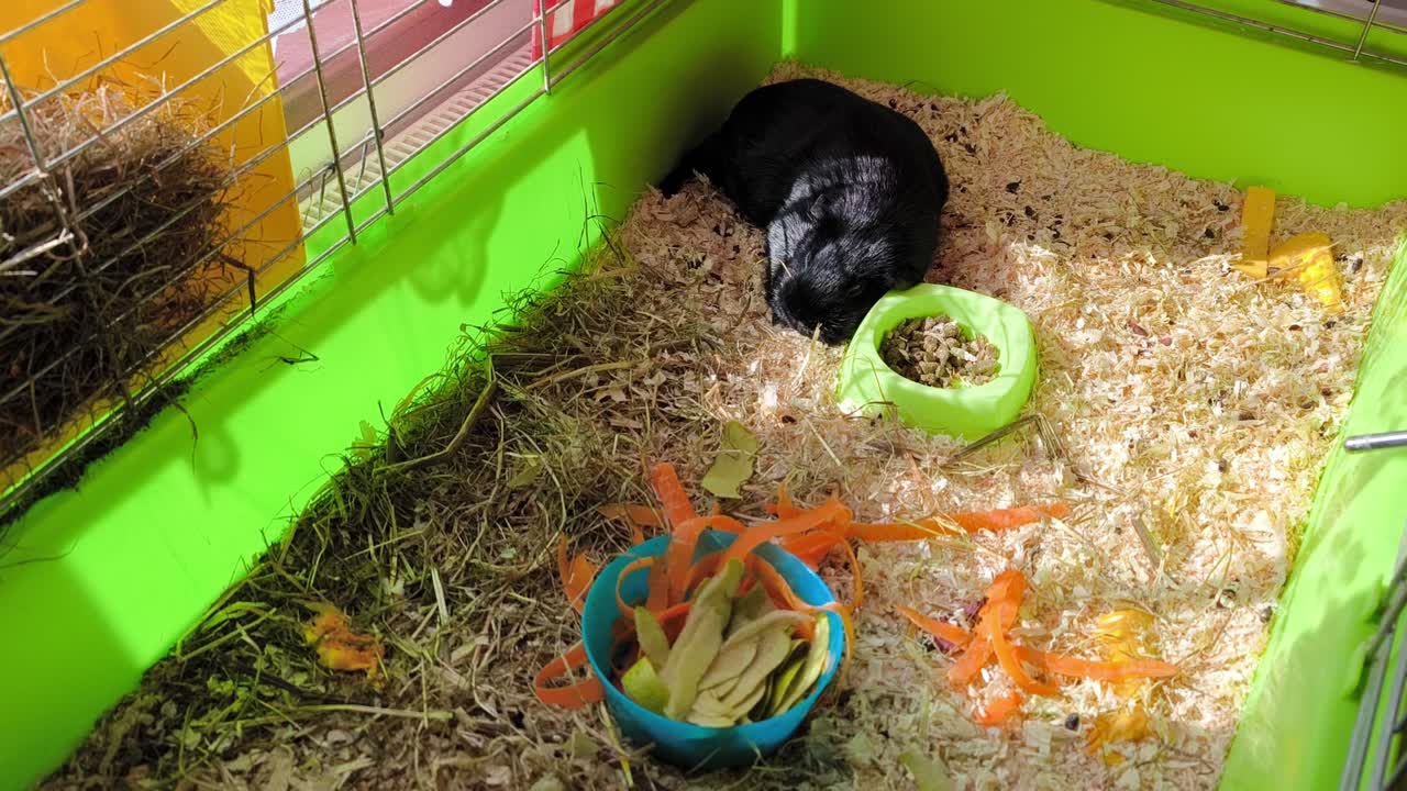 Close up of a black guinea pig resting in a green cage surrounded by hay and soft bedding