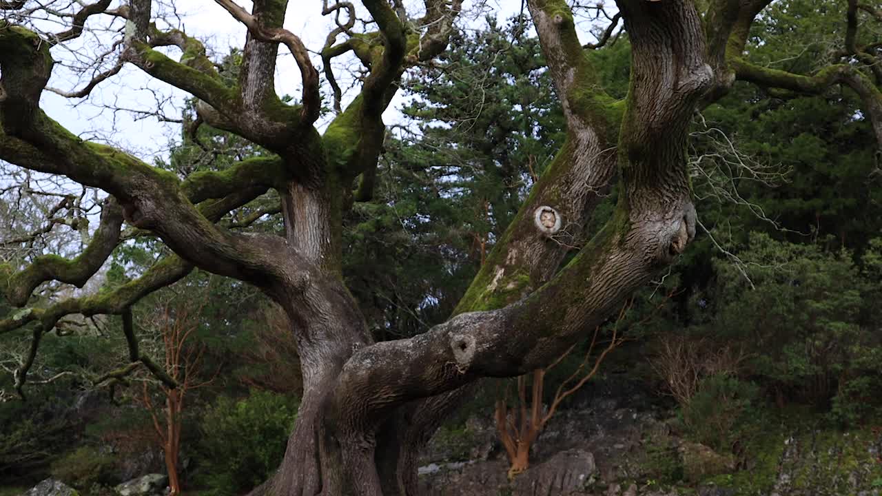 아일랜드 킬라니 국립공원의 나무