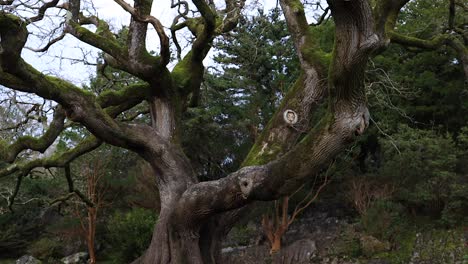 tree in killarney national park ireland