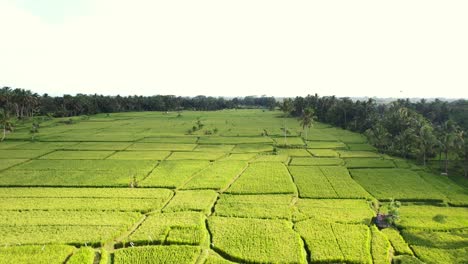 Interminables-Campos-De-Arroz-Verdes-Tropicales-Rodeados-De-Cocoteros-En-Bali-Indonesia,-Aéreo