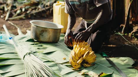 african put bitter yellow mbidde bananas in pot - traditional banana alcohol making process in uganda, africa