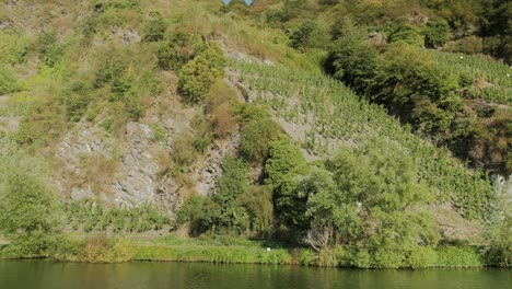 Steiler-Weinberg-Mit-Rebzeilen-An-Der-Mosel