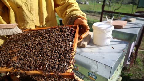 close-up of beekeeper holding hive frame filled with honey bees for routine care and maintenance