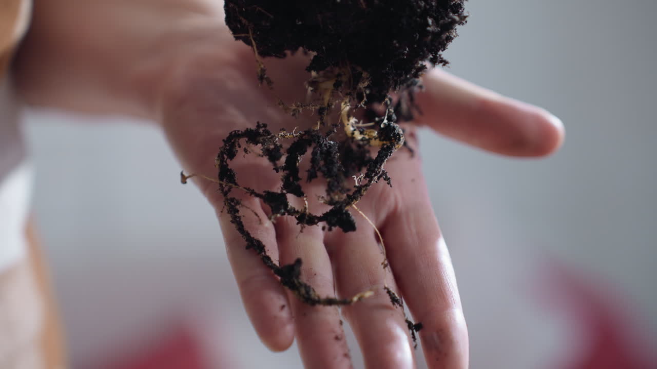 Individual places plant root on palms, revealing delicate root network and soil texture under soft indoor light while hands cradle earthy root system with gentle cultivation, with tiny shoots