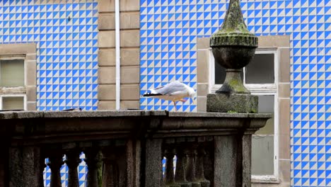 seagull on parapet scratching the neck feathers in a rainy day with blue tiles as background, porto