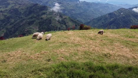 It's-a-drone-shot-moving-forward,-showing-sheep-grazing-in-the-Colombian-Andes