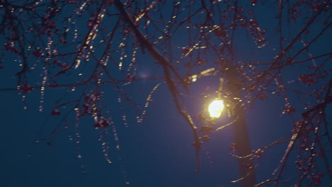 close-up of tree branches covered in ice, glowing under a streetlight, creating a serene winter scene with the soft light from the lamppost highlighting icy branches and dark night sky backdrop