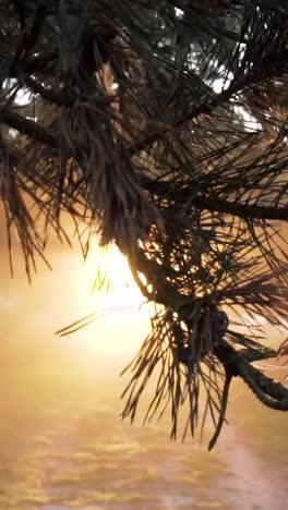 sunrise through the trees