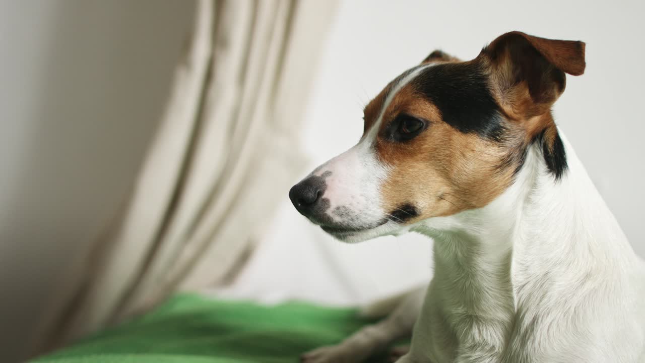 jack russell terrier acostado en la cama