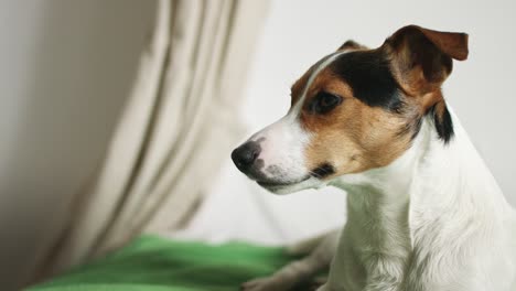 jack russell terrier lying on the bed