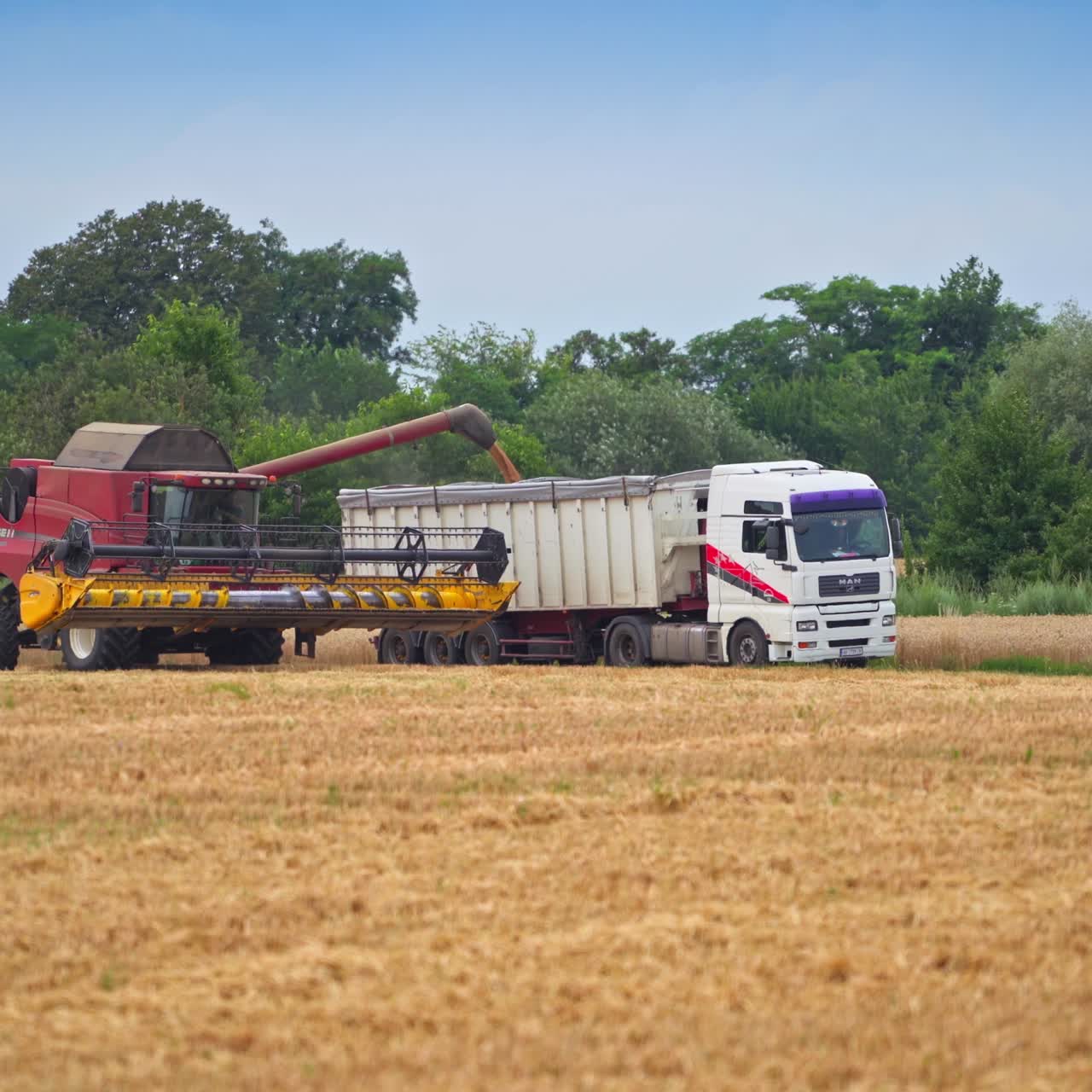 Combine harvester working in golden field. Big machine for gathering yellow wheat