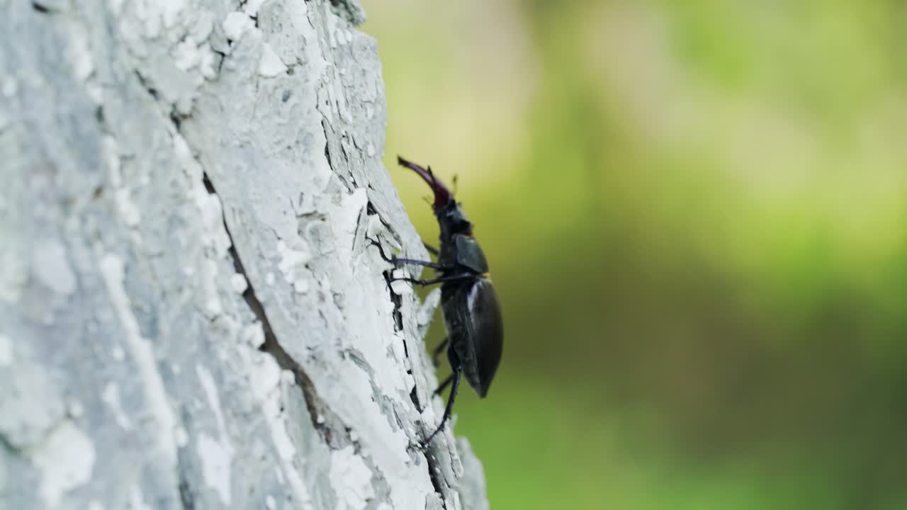 Beetle deer in the wild. Insect stag beetle. Stag-beetle crawling on a tree.