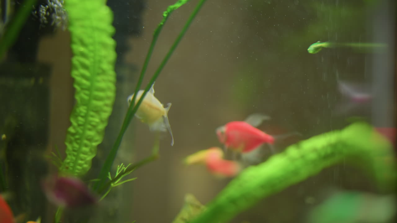 Close up of tropical fish swimming inside home aquarium with green plants bubbles and colorful background creating vibrant underwater scene relaxing atmosphere indoors