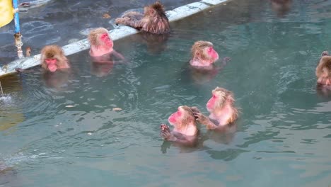 monkey onsen, video took in hakodate - feb 2019 wide shot of a group of monkey having a good time in the hot spring