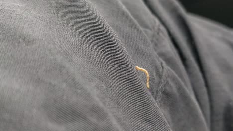 close up of tiny caterpillar crawling across gray denim jeans